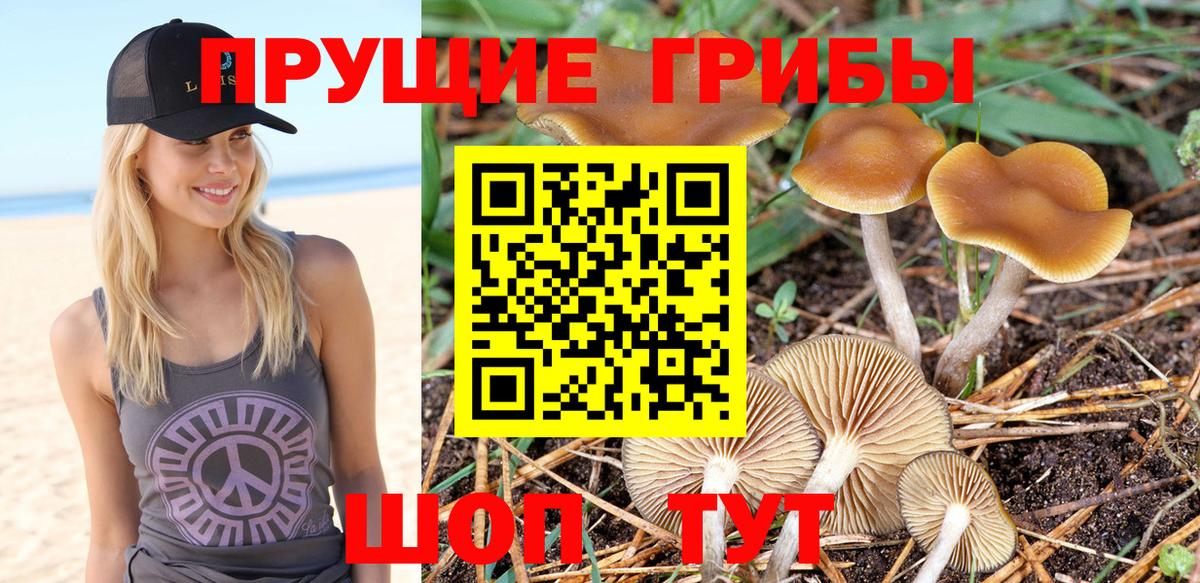 Псилоцибиновые грибы Psilocybe  Вход с VPN  Псилоцибиновые грибы Cubensis  Нижнеудинск 